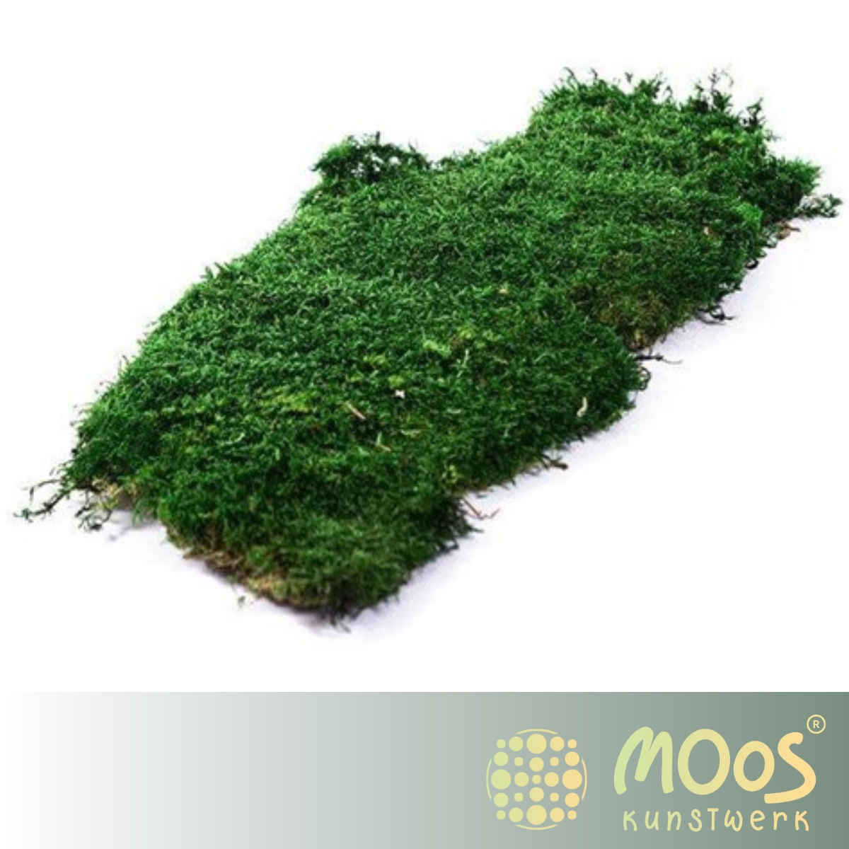flachmoos (1)
